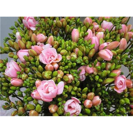 Frezija double Pastel Pink c1716