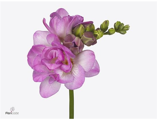 Frezija double Romantic Pink c1717