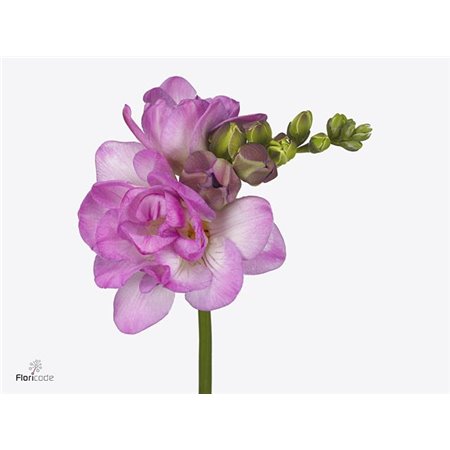 Frezija double Romantic Pink c1717