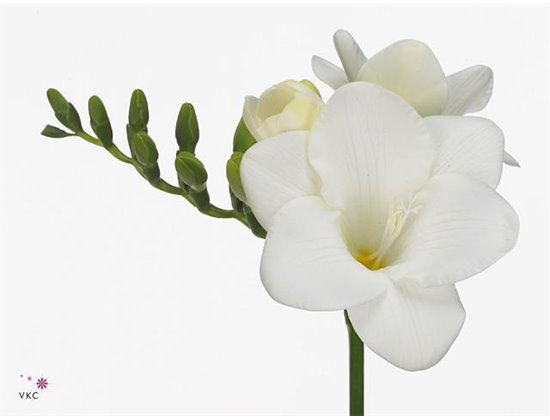 Frezija double Romantic Pink c1718