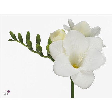 Frezija double Romantic Pink c1718