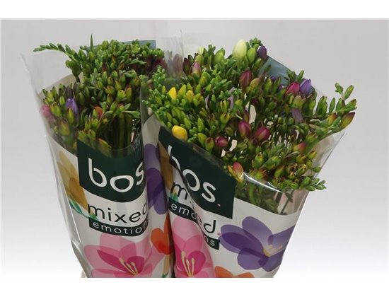 Frezija single Corvette c1719