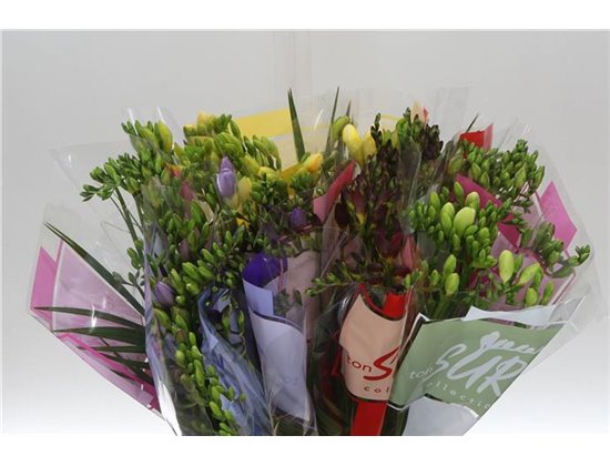 Frezija single Mixed X 10 5 Colour c1721