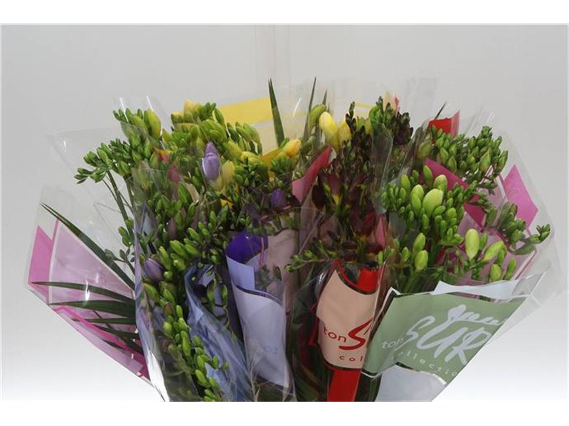 Frezija single Mixed X 10 5 Colour c1721