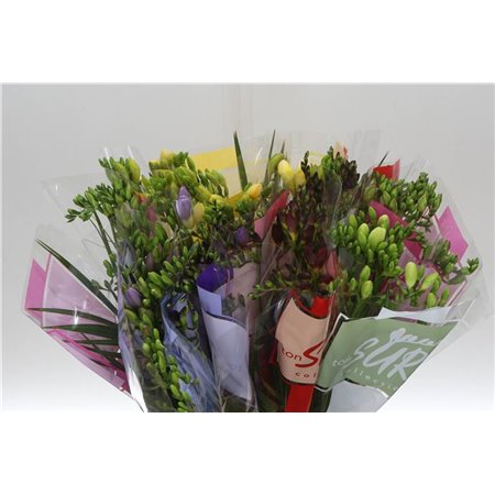 Frezija single Mixed X 10 5 Colour c1721