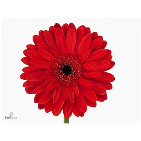 Gerbera .racket Gr Barones c1734