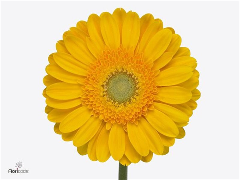 Gerbera .racket Gr Captiva c1735