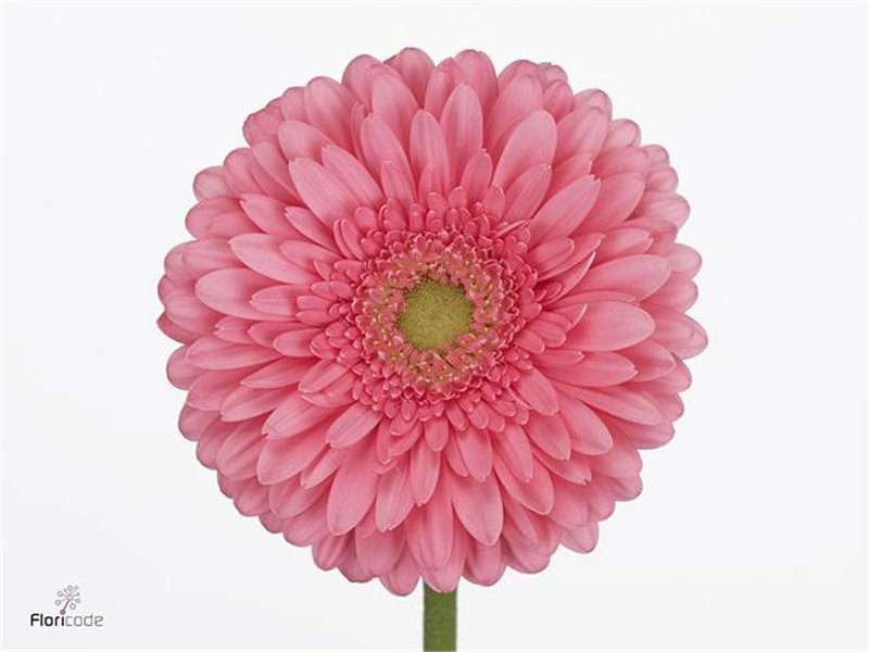 Gerbera .racket Gr Enrique c1737