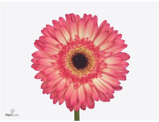 Gerbera .racket Gr Enrique c1738