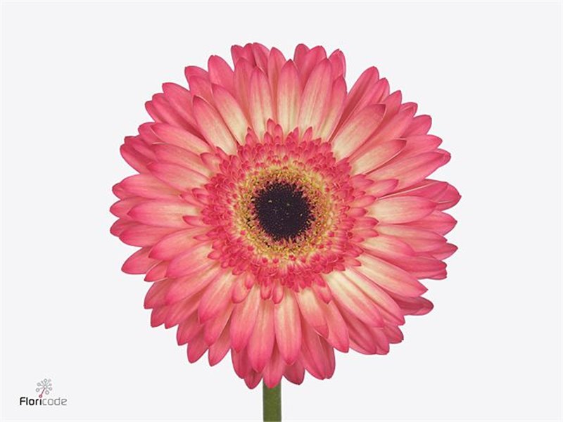 Gerbera .racket Gr Hippie Chic c1739