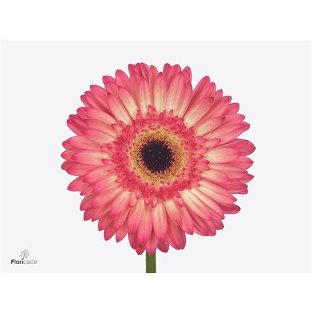 Gerbera .racket Gr Hippie Chic c1739