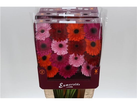 Gerbera .racket Gr Mixed Ibiza c1740