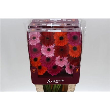 Gerbera .racket Gr Mixed Ibiza c1740