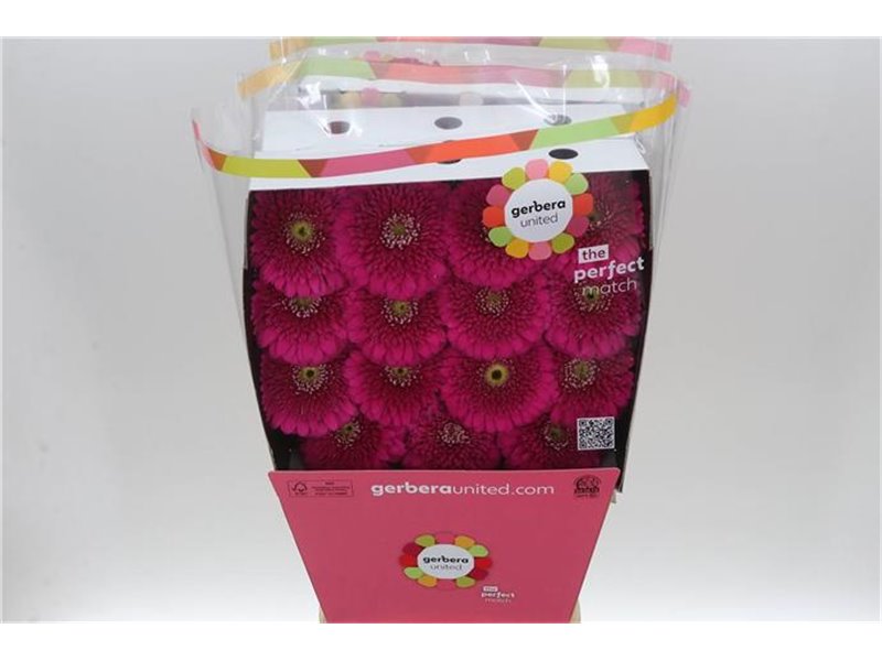 Gerbera .racket Gr Pom Ball c1742