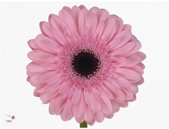 Gerbera .racket Gr Pre-semmy c1743