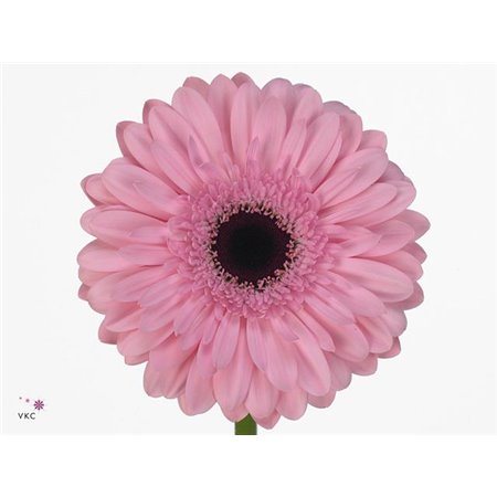 Gerbera .racket Gr Pre-semmy c1743