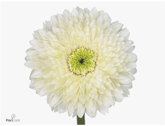 Gerbera .racket Gr Sp Mixed c1749