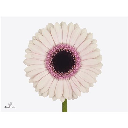 Gerbera .racket Mi Abby Lou c1753