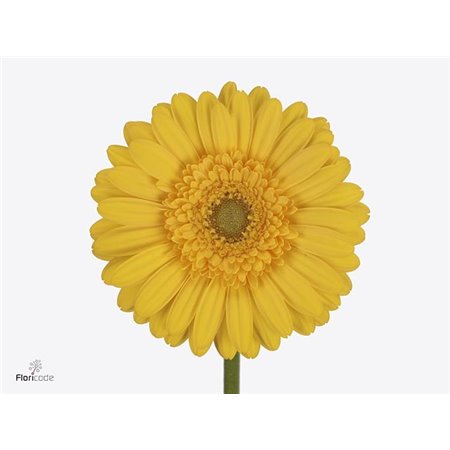 Gerbera .racket Mi Anna c1755