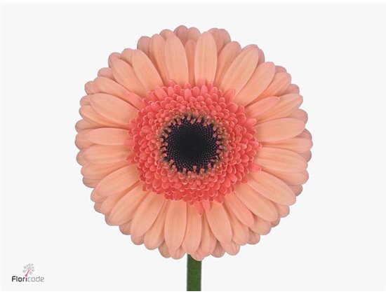 Gerbera .racket Mi Cookie N Cream c1761