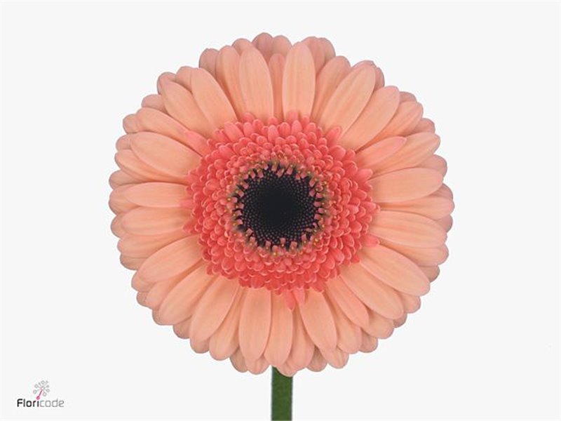 Gerbera .racket Mi Cookie N Cream c1761