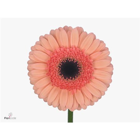 Gerbera .racket Mi Cookie N Cream c1761