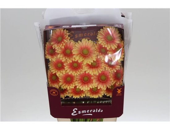 Gerbera .racket Mi Dora c1764