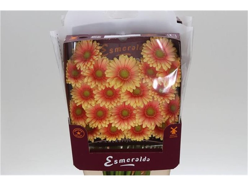 Gerbera .racket Mi Dora c1764