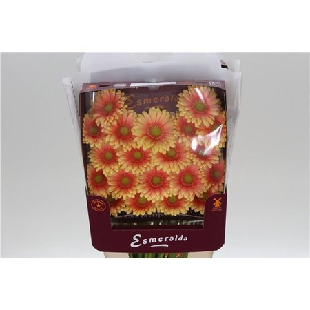 Gerbera .racket Mi Dora c1764