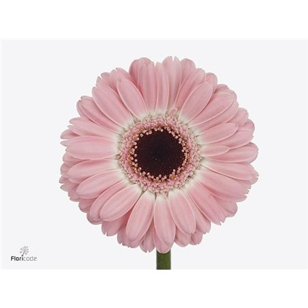 Gerbera .racket Mi Mi Dixon c1767