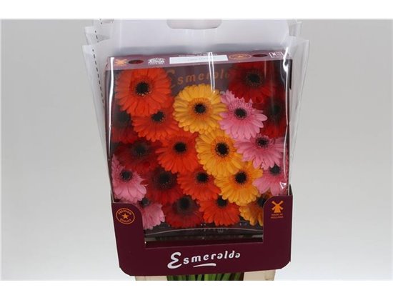 Gerbera .racket Mi Mixed Basis c1768