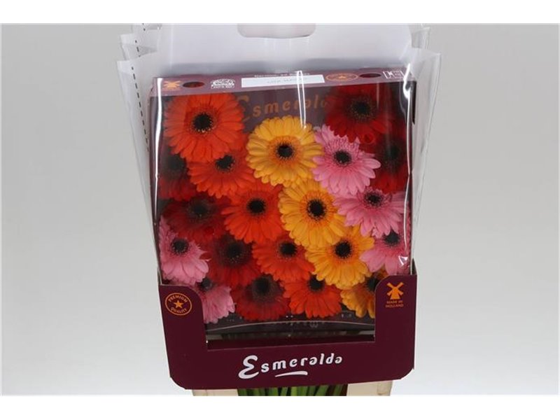 Gerbera .racket Mi Mixed Basis c1768