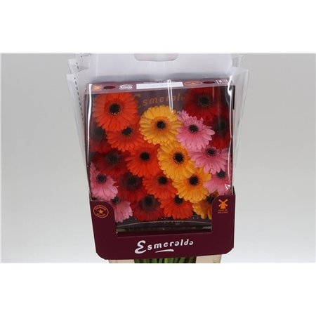 Gerbera .racket Mi Mixed Basis c1768