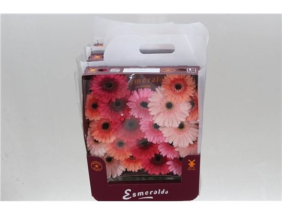 Gerbera .racket Mi Mixed Monaco c1769