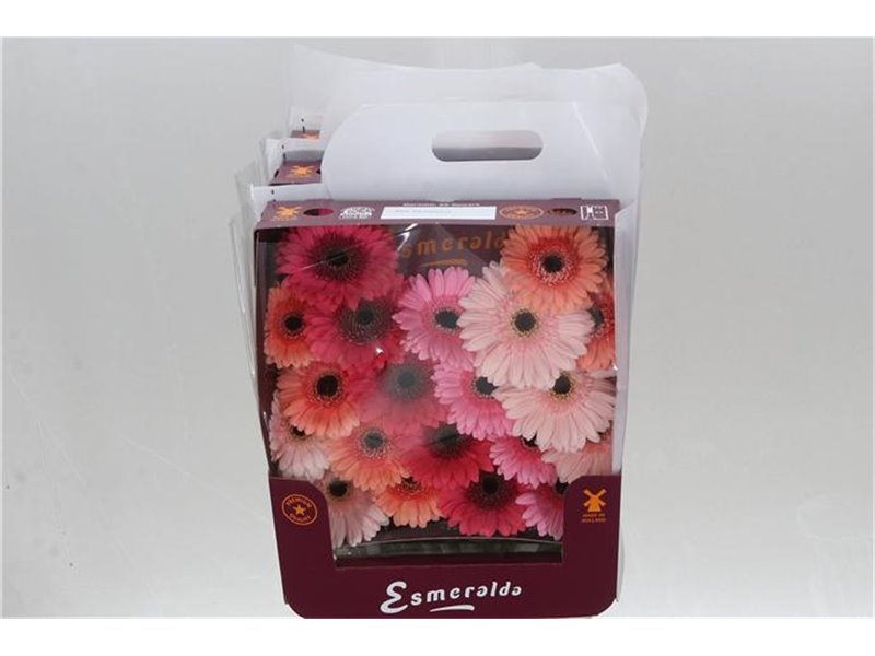 Gerbera .racket Mi Mixed Monaco c1769