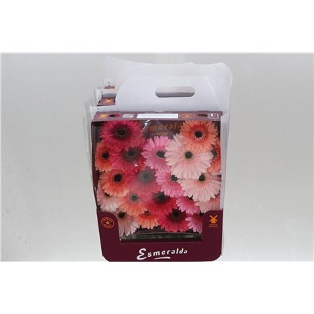 Gerbera .racket Mi Mixed Monaco c1769