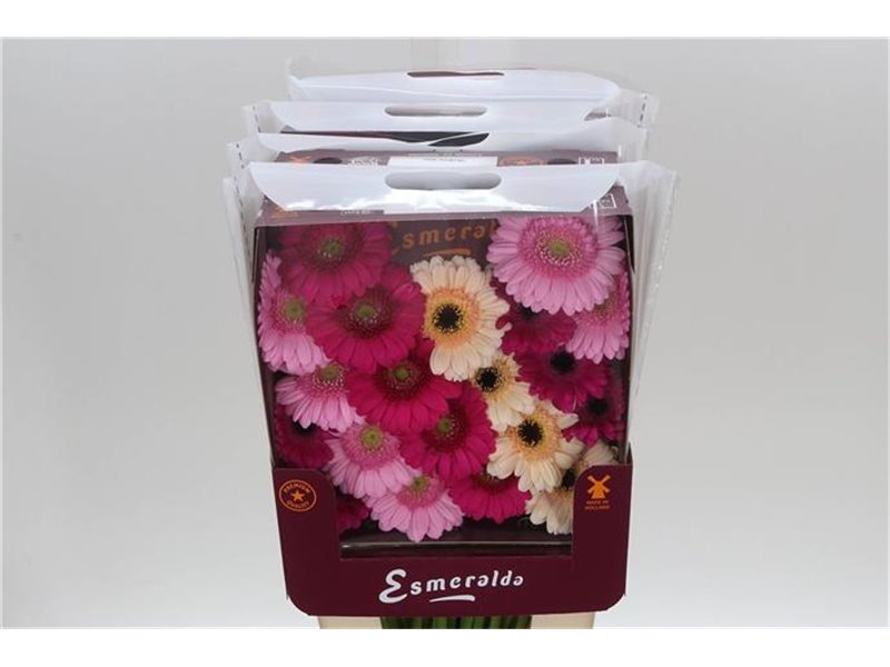 Gerbera .racket Mi Mixed Pink c1770