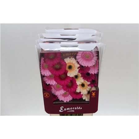 Gerbera .racket Mi Mixed Pink c1770