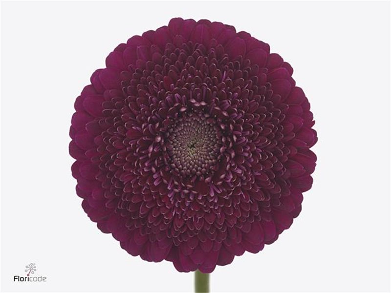 Gerbera .racket Mi Pomponi Danee c1778