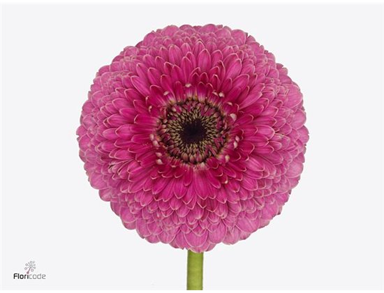 Gerbera .racket Mi Pomponi Danee c1779