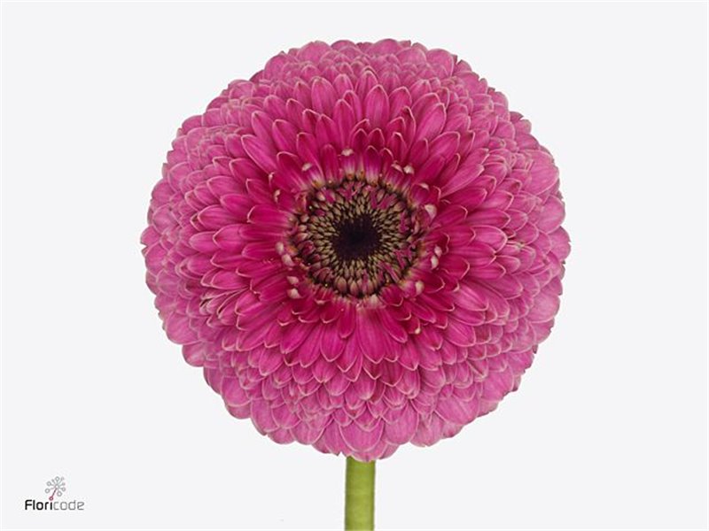 Gerbera .racket Mi Pomponi Janou c1780