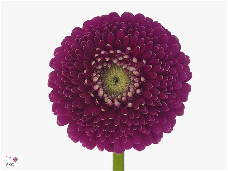 Gerbera .racket Mi Pomponi Janou c1781