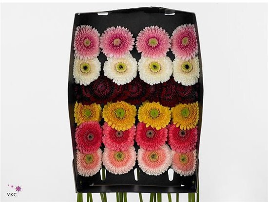 Gerbera .racket Mi Pomponi on Rij Mixed c1784