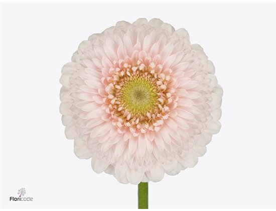 Gerbera .racket Mi Pomponi Sweetness c1785
