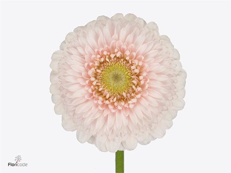 Gerbera .racket Mi Pomponi Sweetness c1785