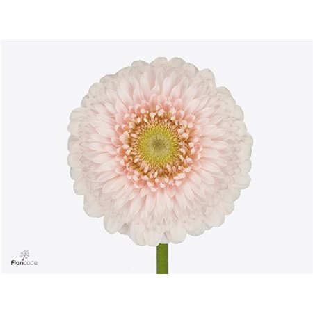 Gerbera .racket Mi Pomponi Sweetness c1785