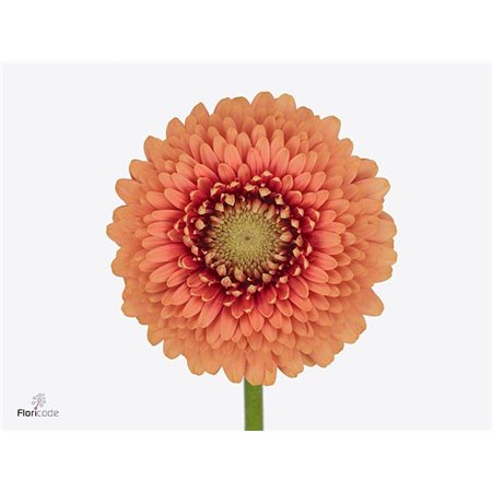 Gerbera .racket Mi Pomponi Sweetness c1786