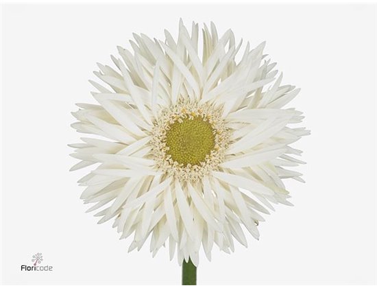 Gerbera Sp Mi Brocade x20 c1791