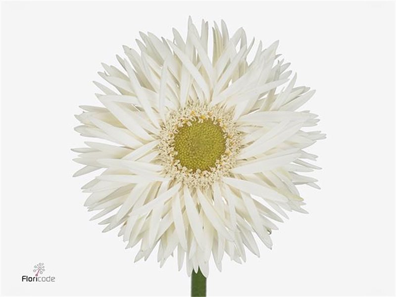 Gerbera Sp Mi Brocade x20 c1791