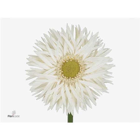 Gerbera Sp Mi Brocade x20 c1791